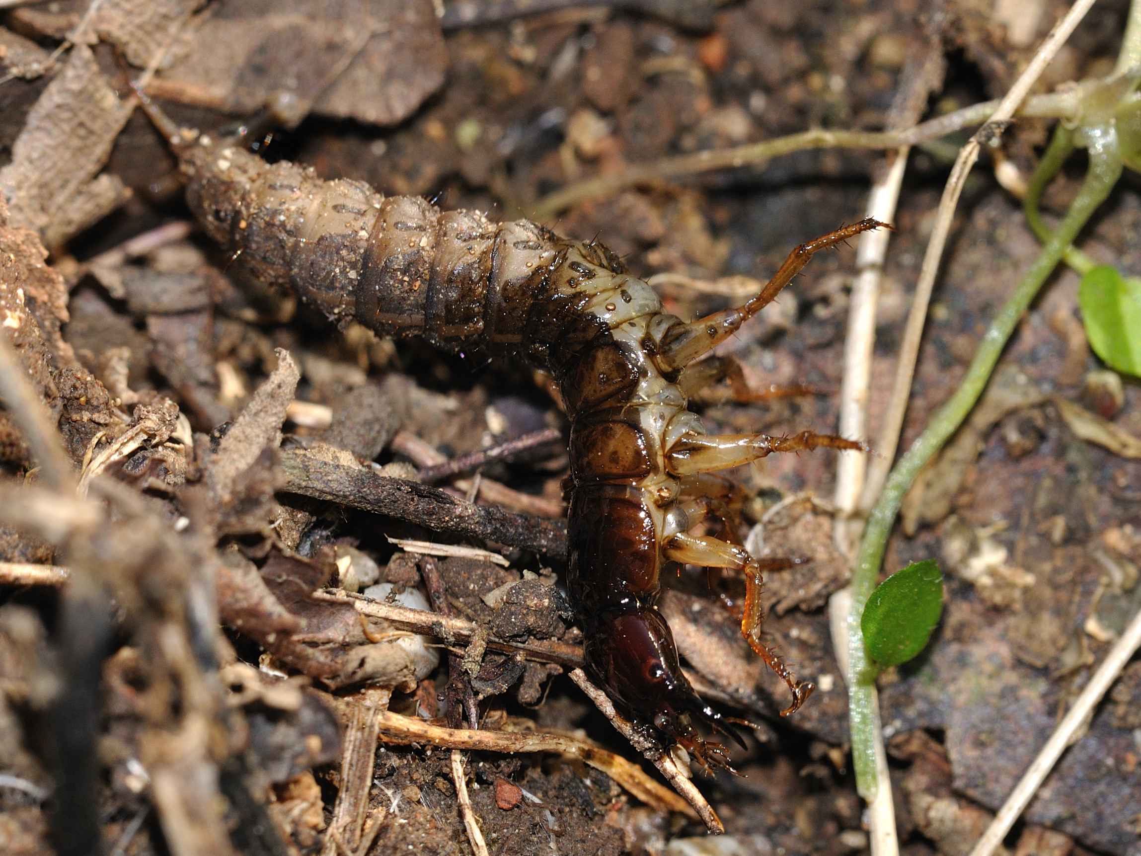 Larva di Ocypus (Staphylinidae)